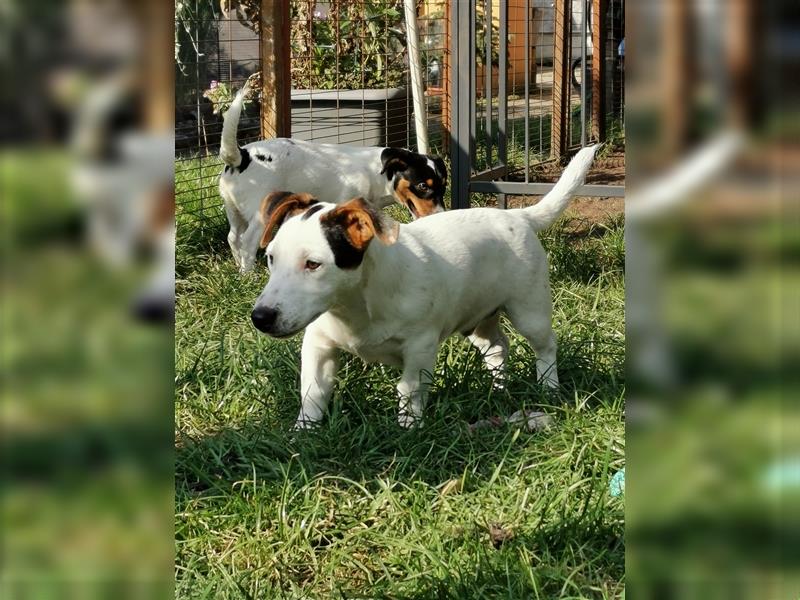 4 Jack Russell RÜDEN suchen ein neues Zuhause.