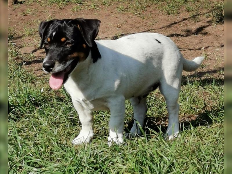 4 Jack Russell RÜDEN suchen ein neues Zuhause.