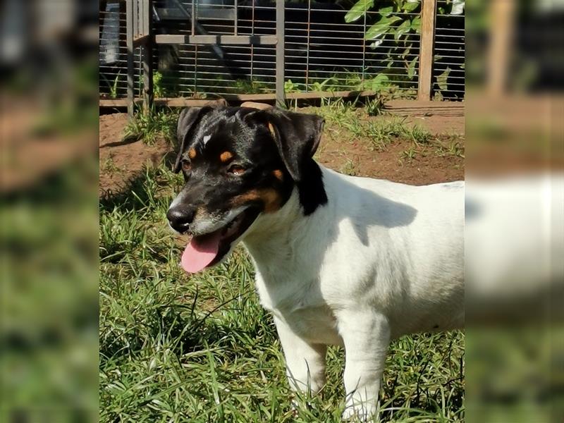 4 Jack Russell RÜDEN suchen ein neues Zuhause.