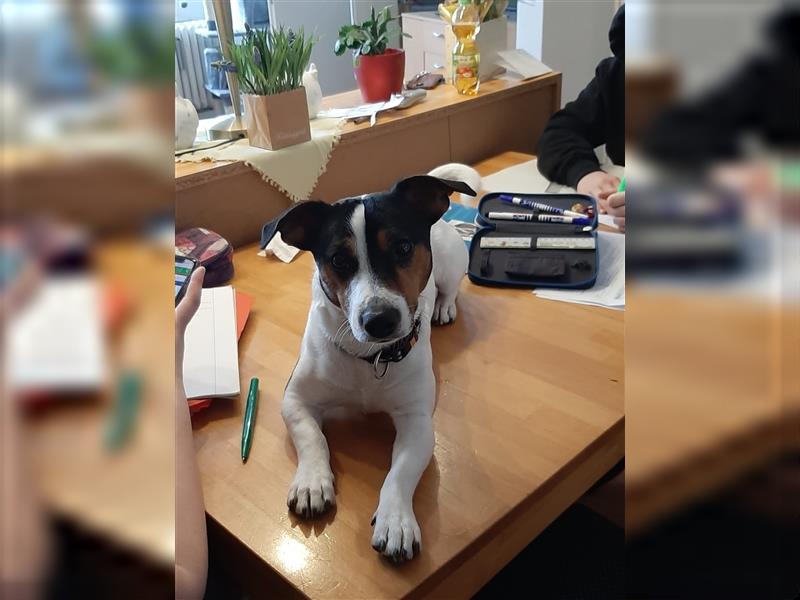 Deckt Rüde Jack Russel