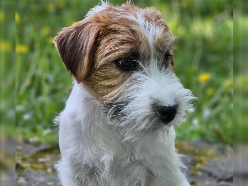 Jack Russell Terrier FCI