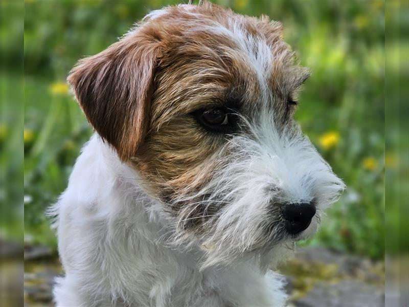 Jack Russell Terrier FCI