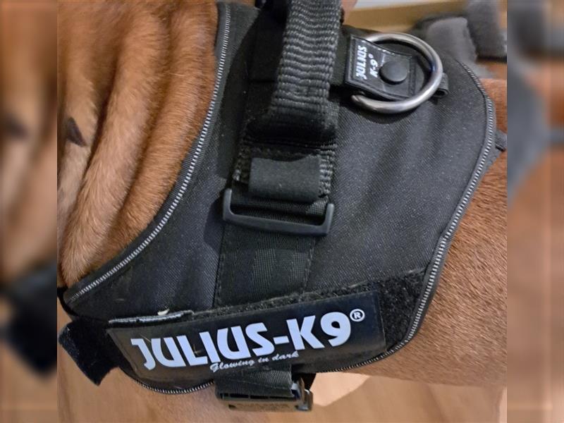 Julius-K9 Hundegeschirr