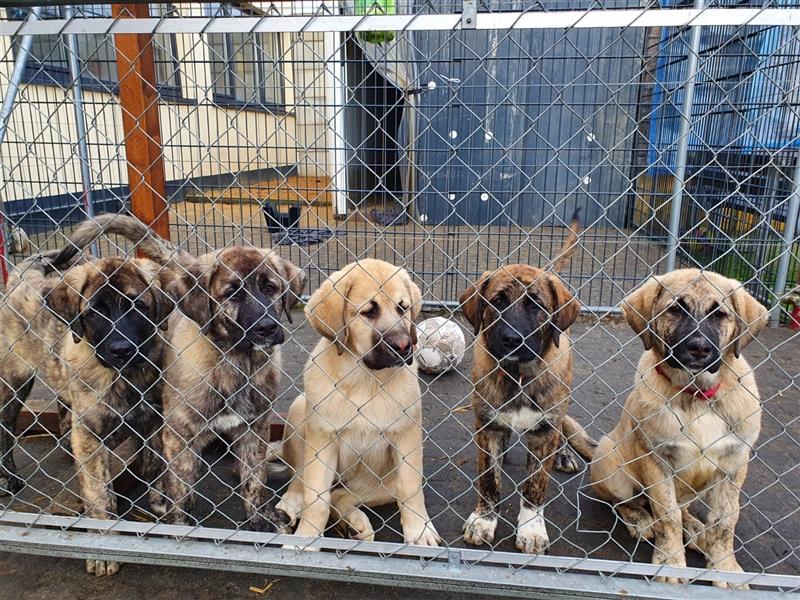 Kangal Kaukasen Welpen