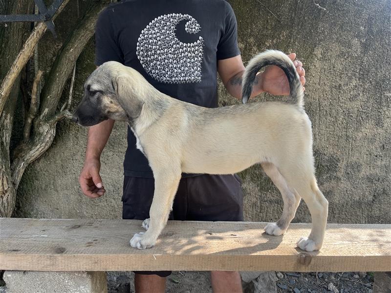 Reinrassige Kangal Welpen