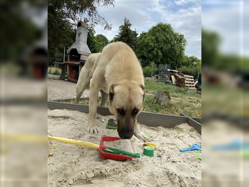 Reinrassige Kangal Welpen