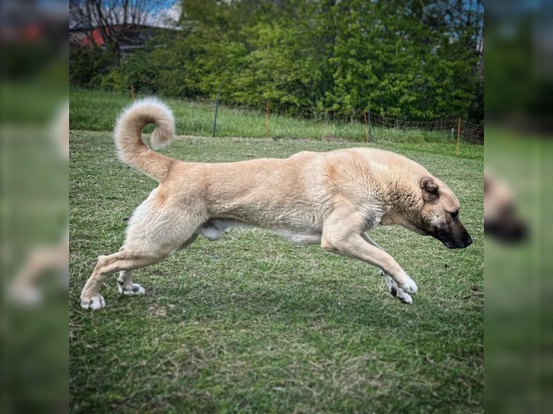 Reinrassige Kangal Welpen