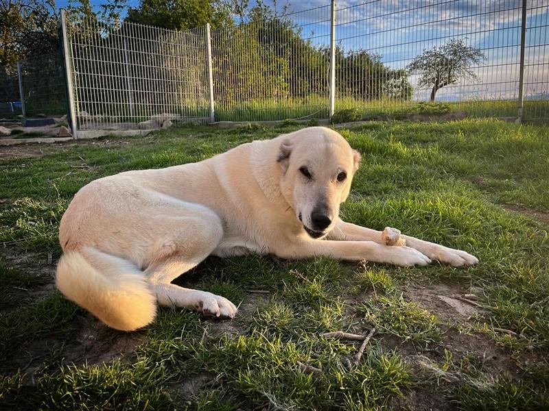 Reinrassige Kangal Welpen