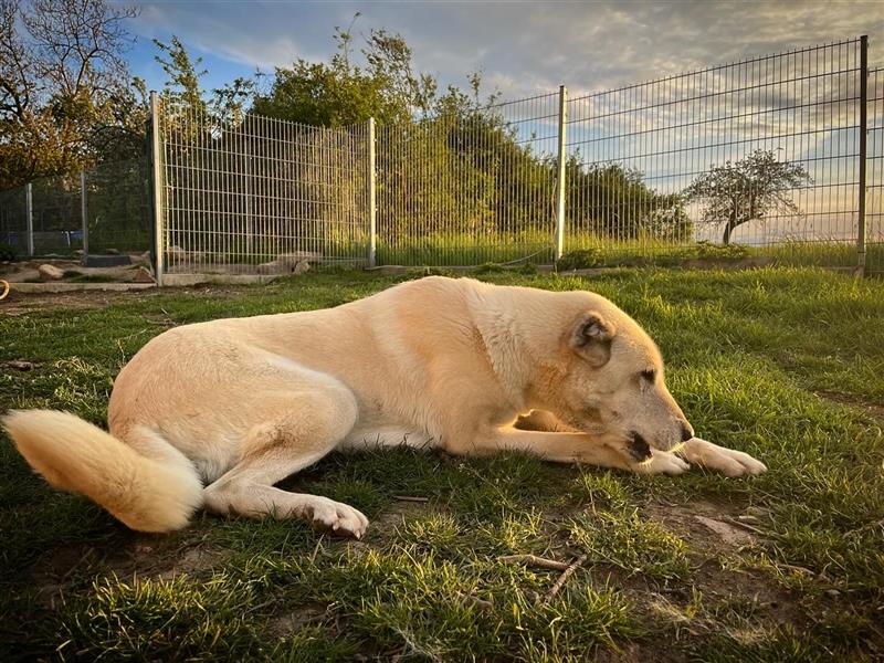 Reinrassige Kangal Welpen