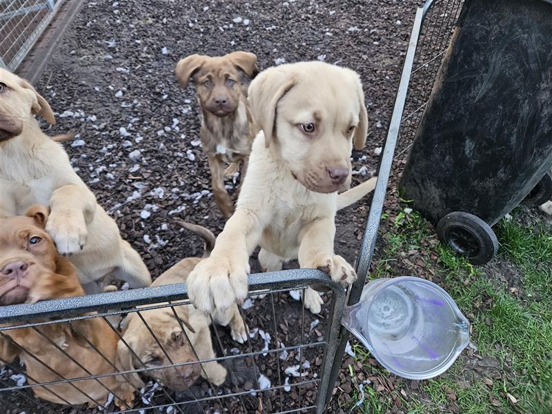 Kangal seltene Farbe... Platz vor Preis