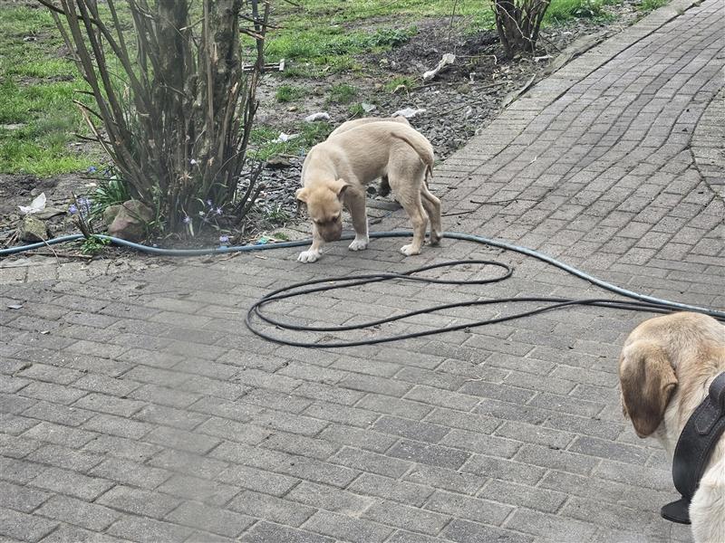 Kangal seltene Farbe... Platz vor Preis