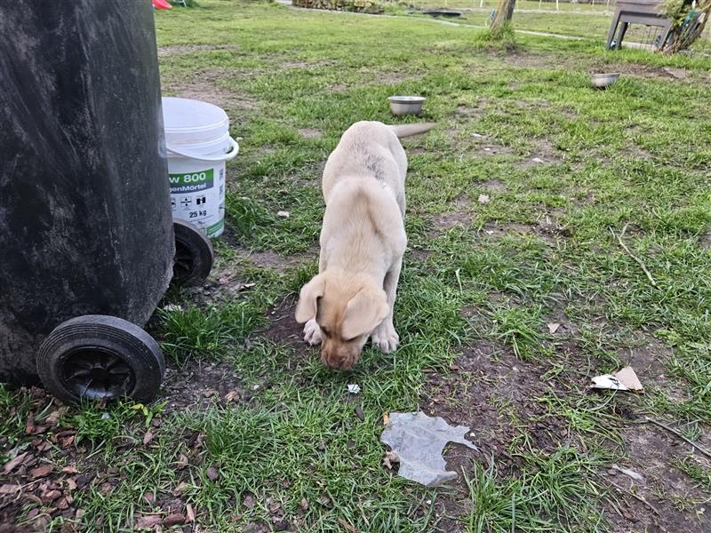 Kangal seltene Farbe... Platz vor Preis