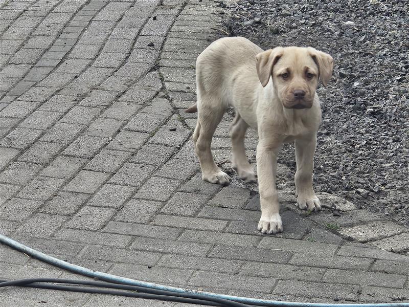 Kangal seltene Farbe... Platz vor Preis