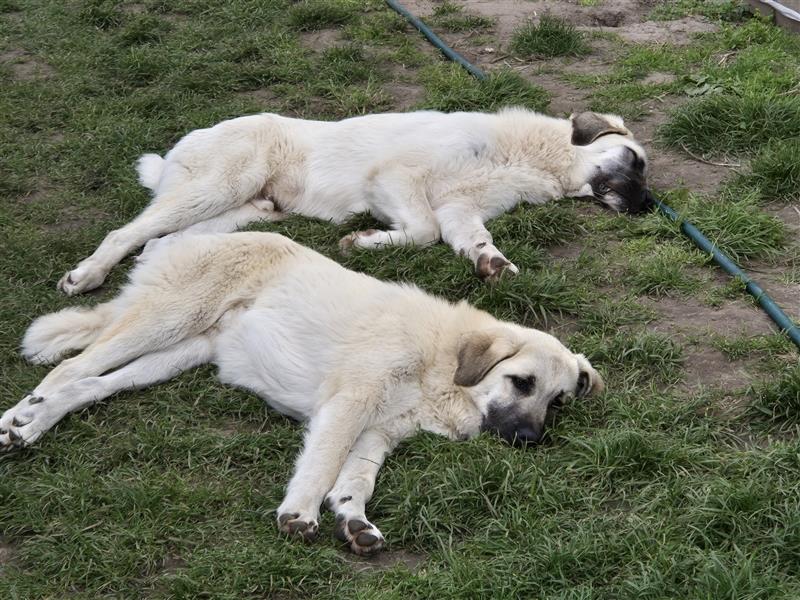 Kangal pyrenäenberghund