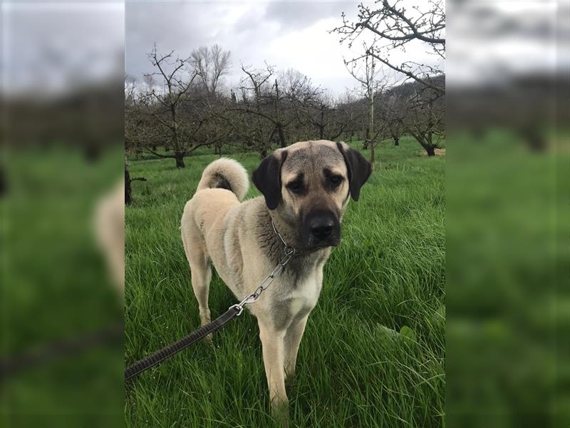 Kangal Hirtenhündin Wachhund