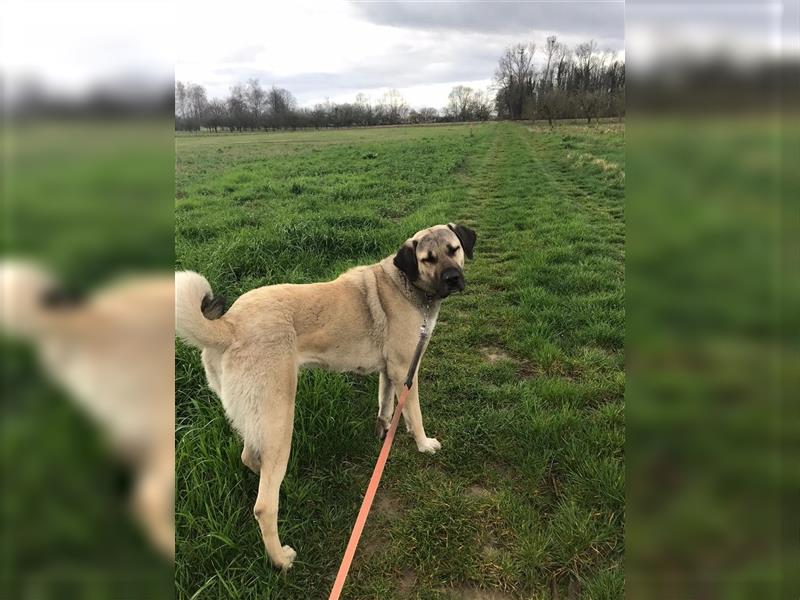 Kangal Hirtenhündin Wachhund