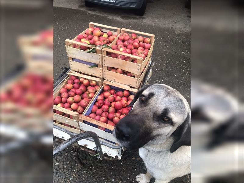 Kangal Hirtenhündin Wachhund