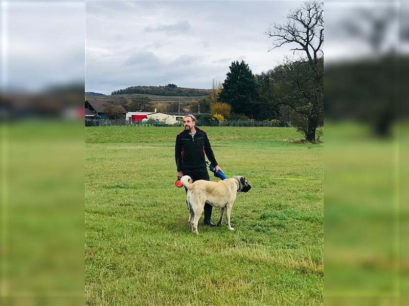 Kangal Hirtenhündin Wachhund