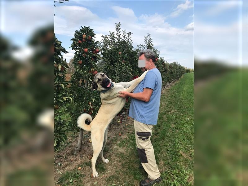 Kangal Hirtenhündin Wachhund