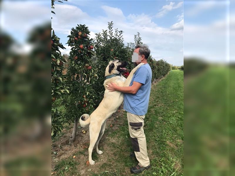 Kangal Hirtenhündin Wachhund