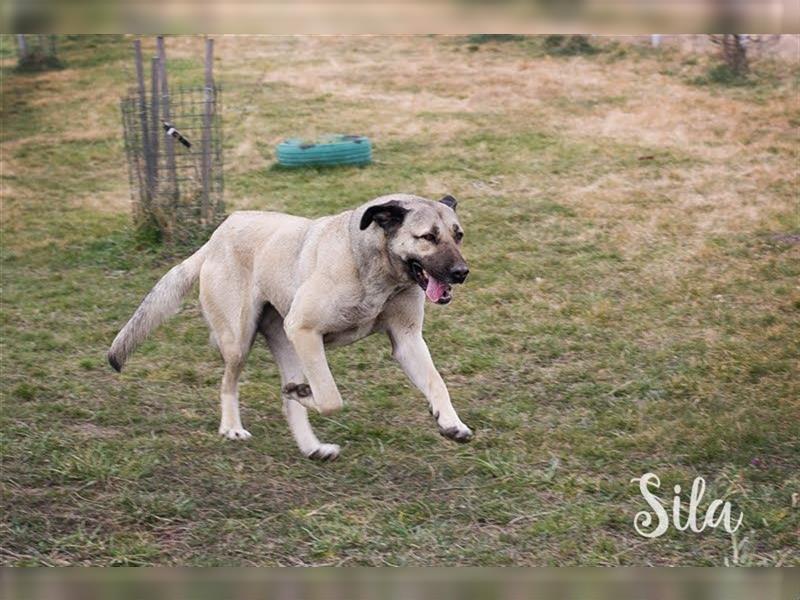 SPIRIT + SILA - die beiden Kangal-Mixe suchen gemeinsam ein Zuhause für Immer