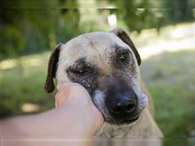 DARIJO - der liebe Kangal-Mix-Rüde sucht hundeerfahrene Menschen und träumt von einem eigenen Garten