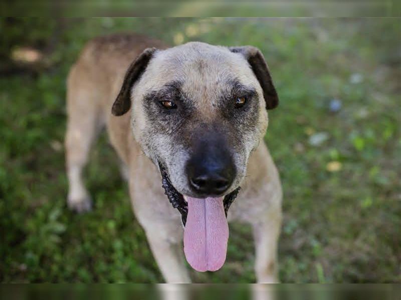 DARIJO - der liebe Kangal-Mix-Rüde sucht hundeerfahrene Menschen und träumt von einem eigenen Garten