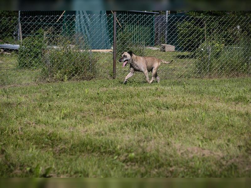 DARIJO - der liebe Kangal-Mix-Rüde sucht hundeerfahrene Menschen und träumt von einem eigenen Garten