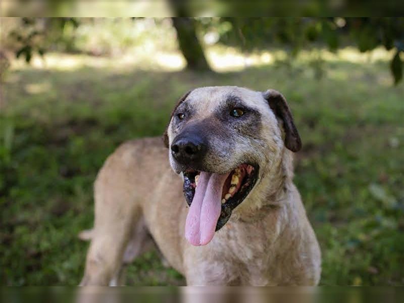 DARIJO - der liebe Kangal-Mix-Rüde sucht hundeerfahrene Menschen und träumt von einem eigenen Garten