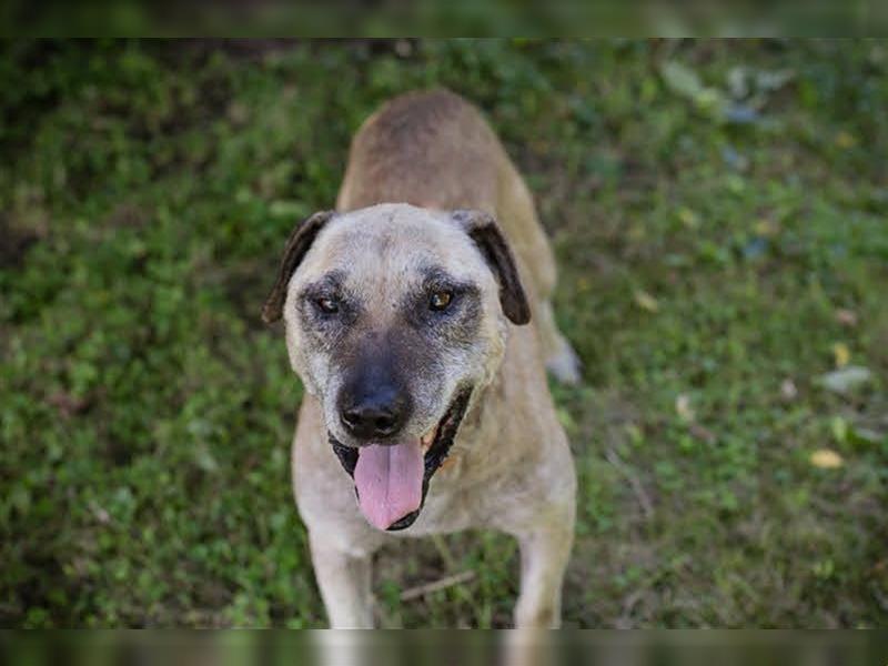 DARIJO - der liebe Kangal-Mix-Rüde sucht hundeerfahrene Menschen und träumt von einem eigenen Garten