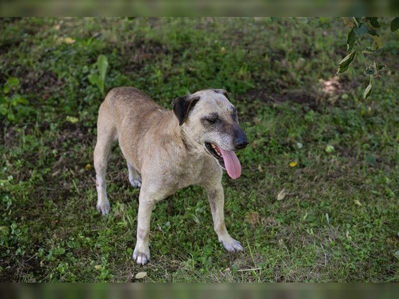 DARIJO - der liebe Kangal-Mix-Rüde sucht hundeerfahrene Menschen und träumt von einem eigenen Garten