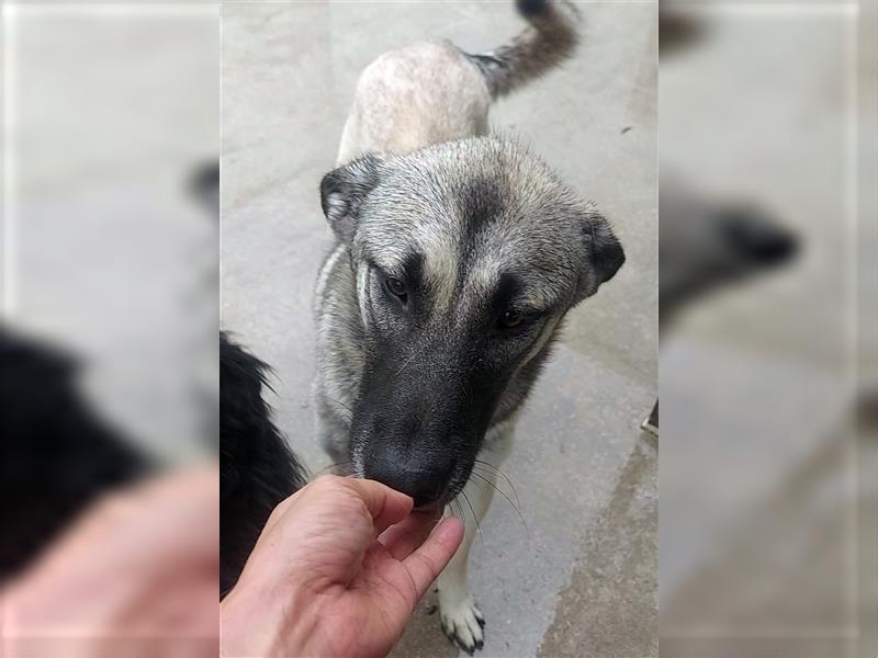 Herdenschutzhund Mischling Tag Kangal Sarplaniac Mischling sucht ein erfahrenes Zuhause
