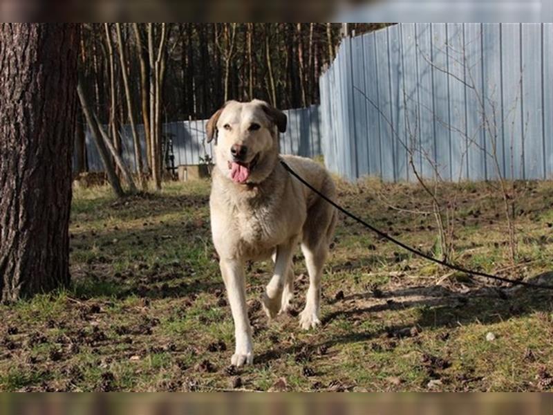 Robby, Herdenschutzhund-Mix, geb. 2020, toller Familienhund su. Besitzer mit Haus und Hof