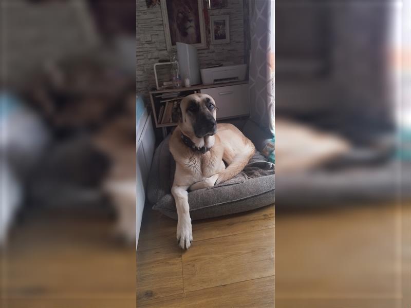 Belgischer Schäferhund -Kangal -Husky Mix  an  erfahrenen Halter abzugeben