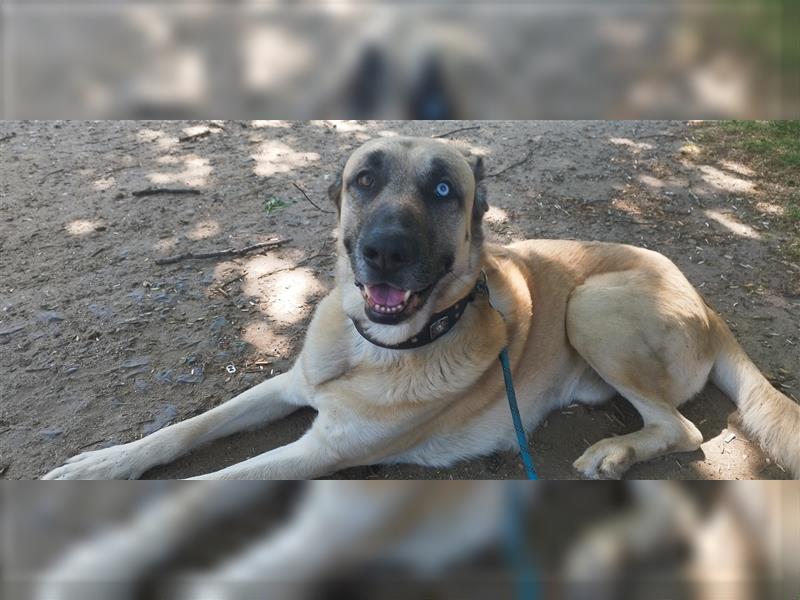 Belgischer Schäferhund -Kangal -Husky Mix  an  erfahrenen Halter abzugeben