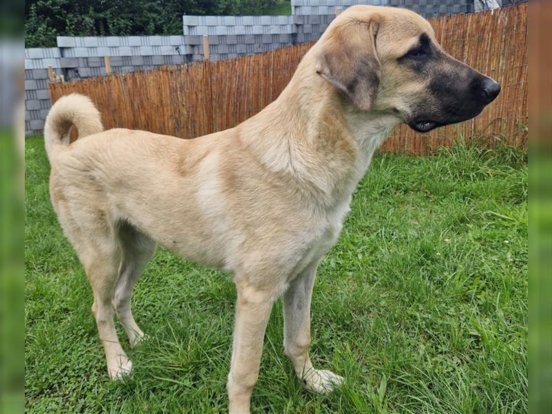 Lieber Kangal Rüde sucht dringend neues Zuhause