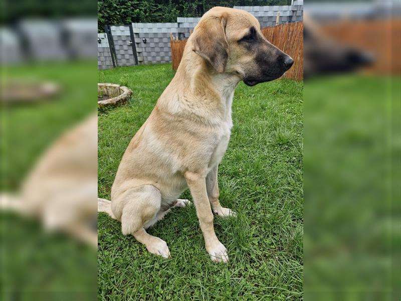 Lieber Kangal Rüde sucht dringend neues Zuhause