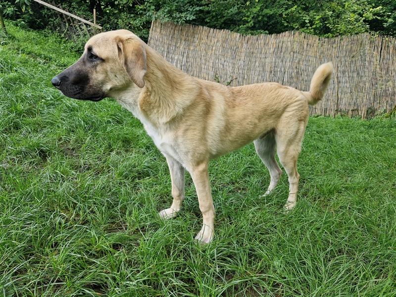 Lieber Kangal Rüde sucht dringend neues Zuhause