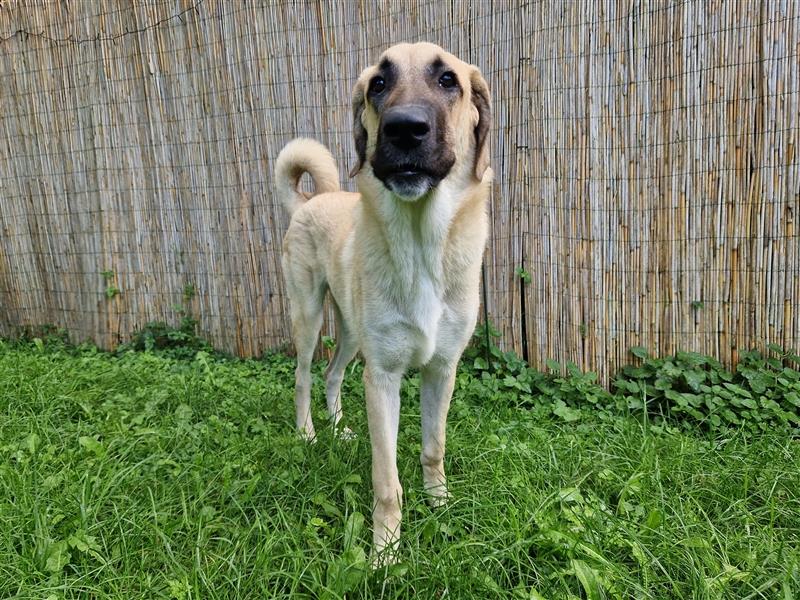 Lieber Kangal Rüde sucht dringend neues Zuhause