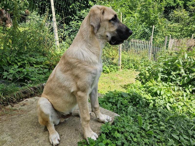 Lieber Kangal Rüde sucht dringend neues Zuhause