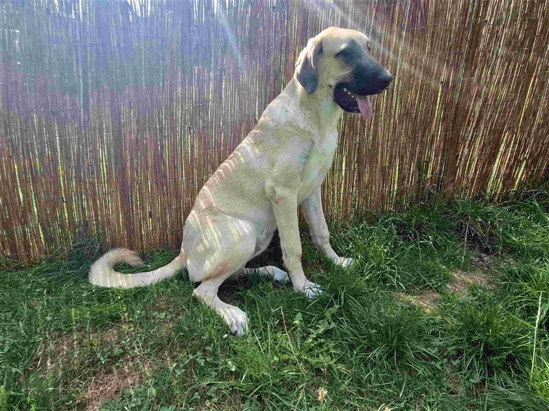 Lieber Kangal Rüde sucht dringend neues Zuhause