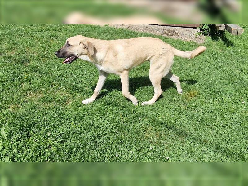 Lieber Kangal Rüde sucht dringend neues Zuhause