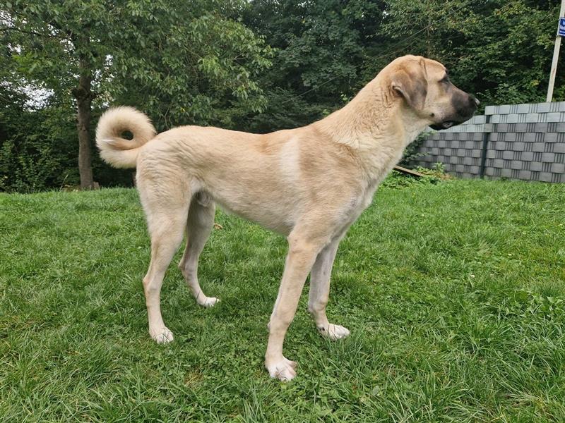 Kangal Rüde jung und verschmust