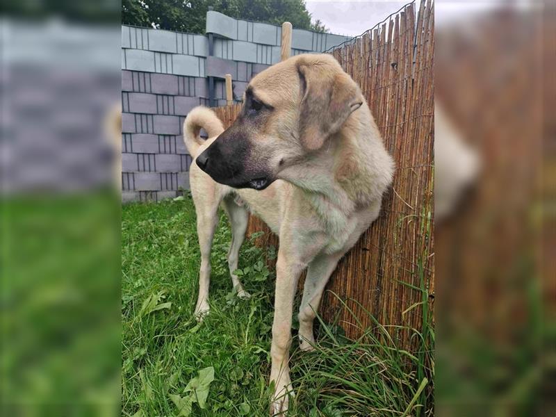 Kangal Rüde jung und verschmust