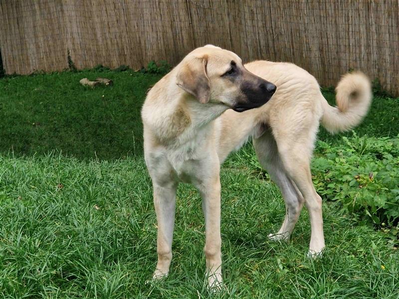 Kangal Rüde jung und verschmust