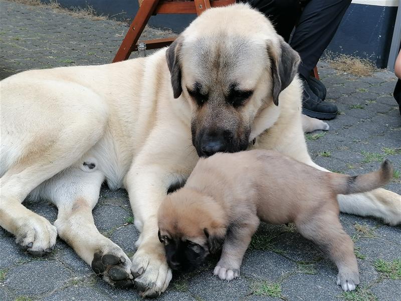 Kaukase / Kangal Welpen HSH Mischling