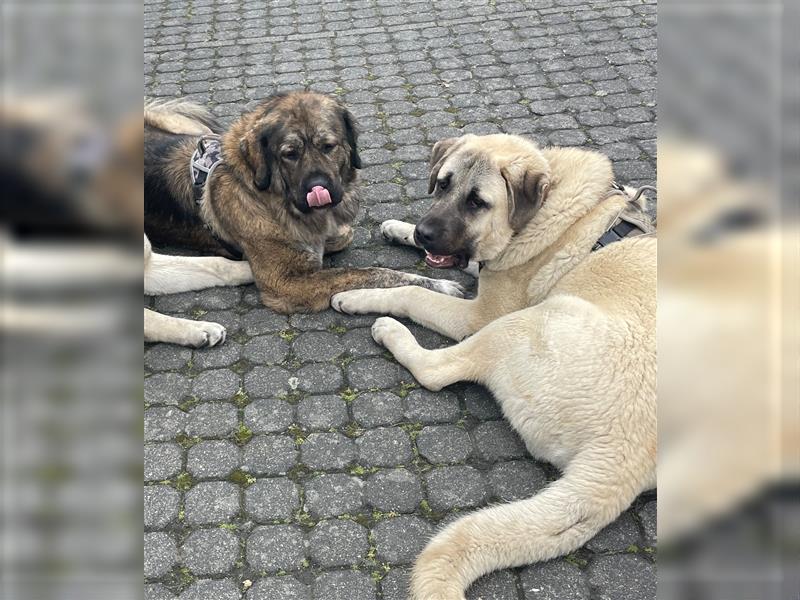 Kaukase / Kangal Welpen HSH Mischling