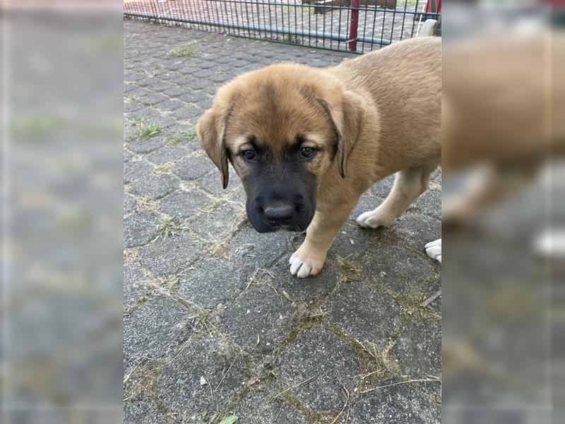 Kaukase / Kangal Welpen HSH Mischling