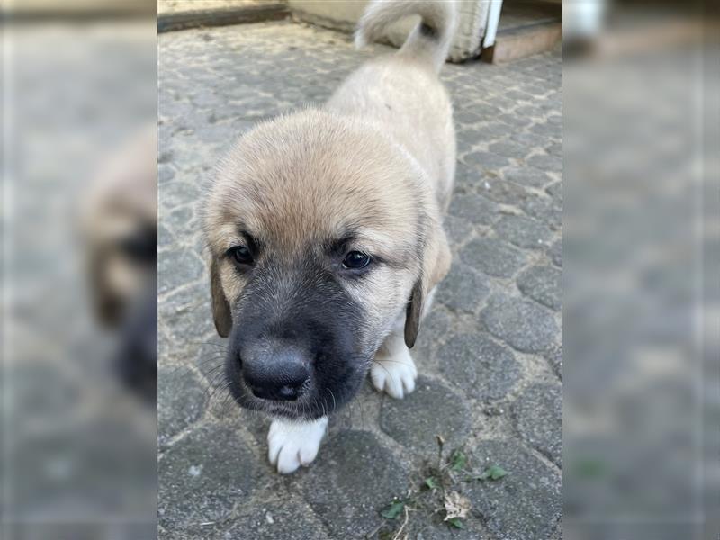 Kaukase / Kangal Welpen HSH Mischling