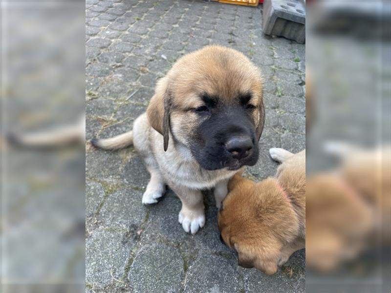 Kaukase / Kangal Welpen HSH Mischling